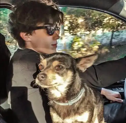 6686体育官网高级作者Vega